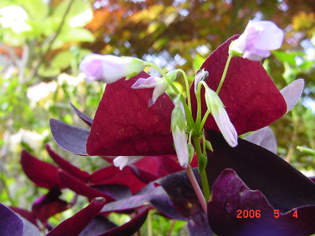 ����СԺ����P12 ���ٺ�����