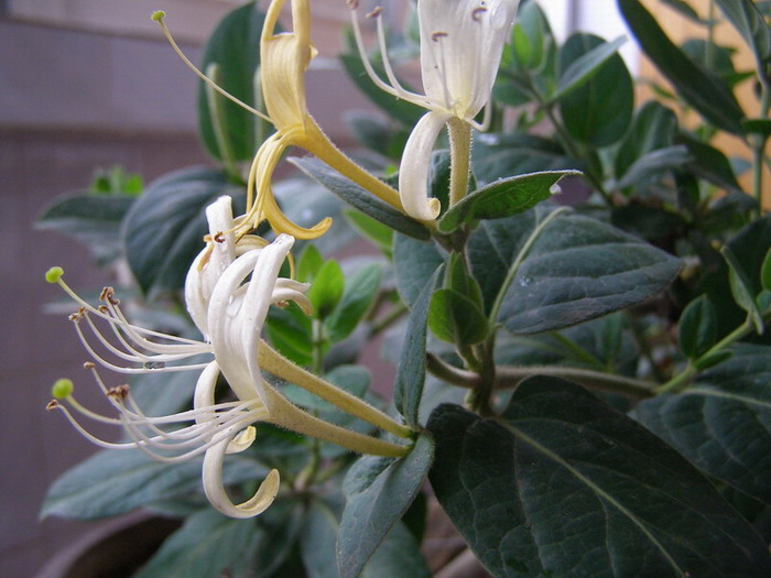 ������̨�ϵ�Ҷ�ӻ�������÷��