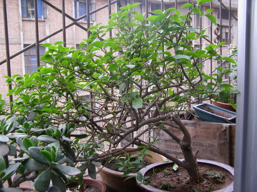 ������̨�ϵ�Ҷ�ӻ�������÷��