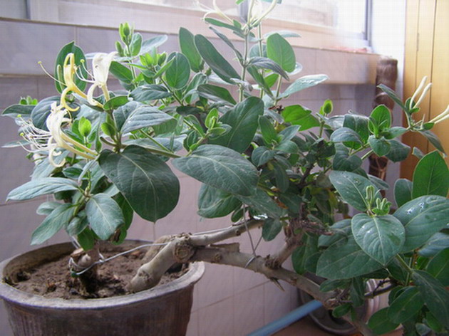 ������̨�ϵ�Ҷ�ӻ�������÷��