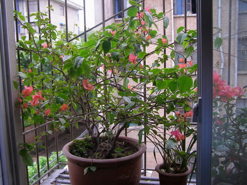 ������̨�ϵ�Ҷ�ӻ�������÷��