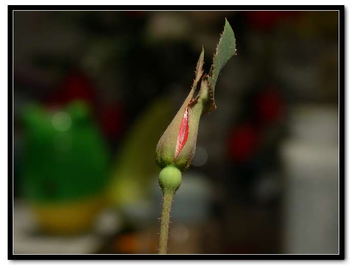 ���������¼�������5Ƭ��Ҷ�����������ˣ�