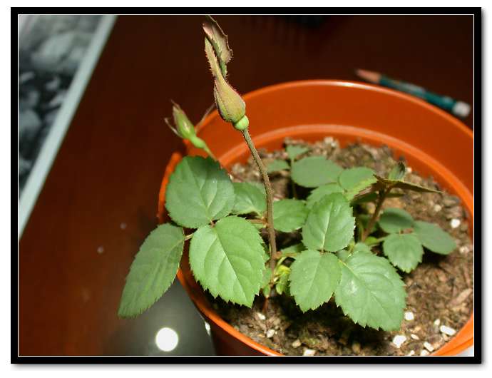 ���������¼�������5Ƭ��Ҷ�����������ˣ�