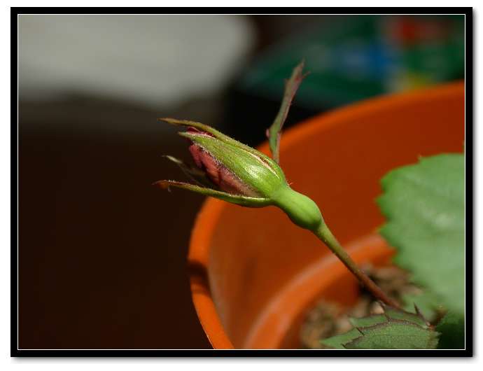 ���������¼�������5Ƭ��Ҷ�����������ˣ�