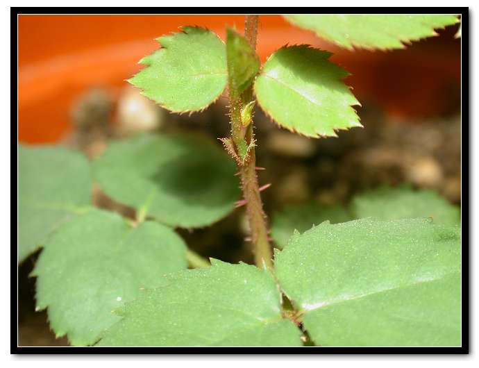 ���������¼�������5Ƭ��Ҷ�����������ˣ�