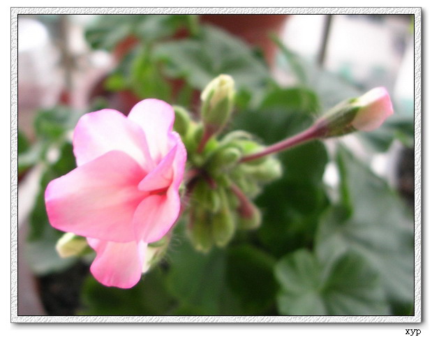 ���ÿ�(ѩ��������)