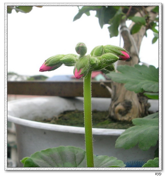 ���ÿ�(ѩ��������)