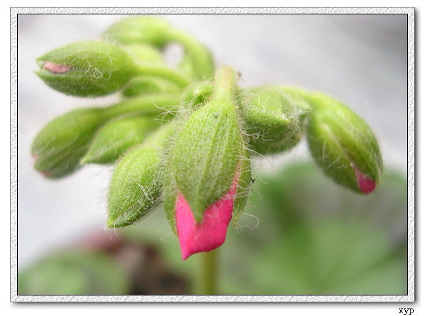 ���ÿ�(ѩ��������)