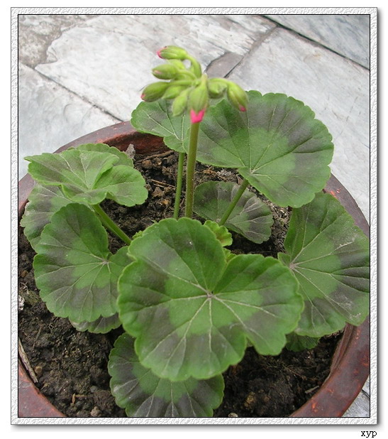 ���ÿ�(ѩ��������)