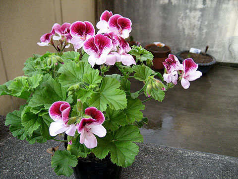 �����ķ���,���ÿ�(�°���ɫ�����ÿ����׻�������ÿ�P4)