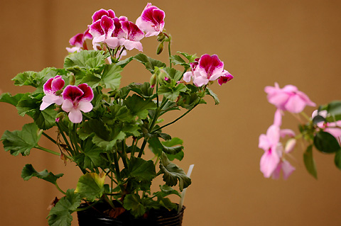 �����ķ���,���ÿ�(�°���ɫ�����ÿ����׻�������ÿ�P4)