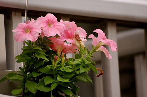 ������ţţ��ţţ����ͷ�ˣ�