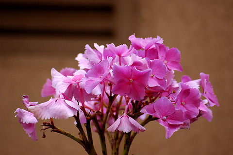 ����������ī��λ���