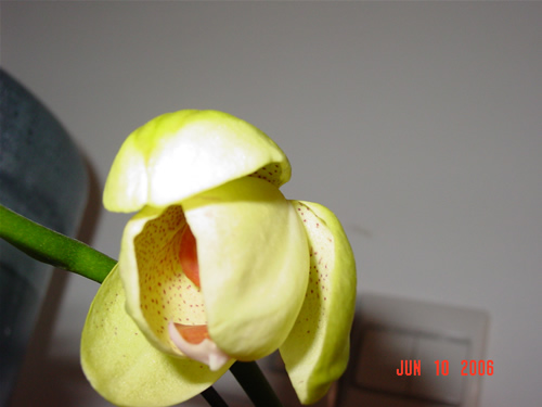 ����Ļƺ����������ˣ�