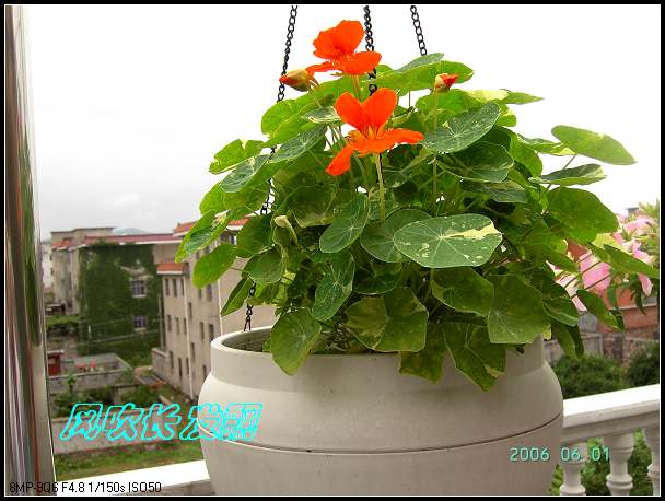 ����24�ո���ţ����һ���»�ɫ5.30��ţţ�ֿ��»�ɫ