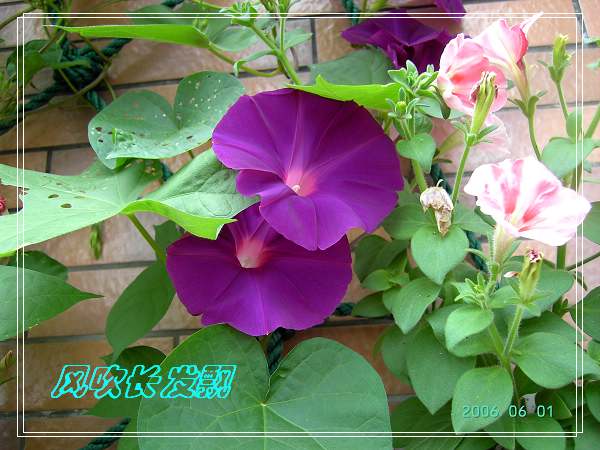 ����24�ո���ţ����һ���»�ɫ5.30��ţţ�ֿ��»�ɫ