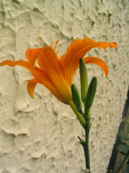 ����N�õİٺ����ڿ�����