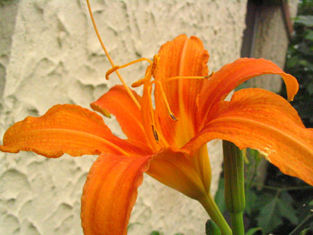 ����N�õİٺ����ڿ�����