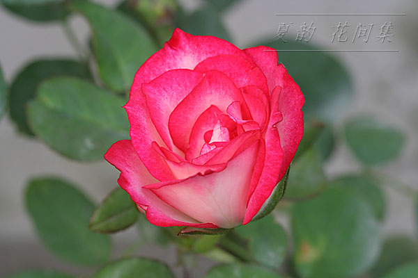 ���伯------�ҵ��¼���԰