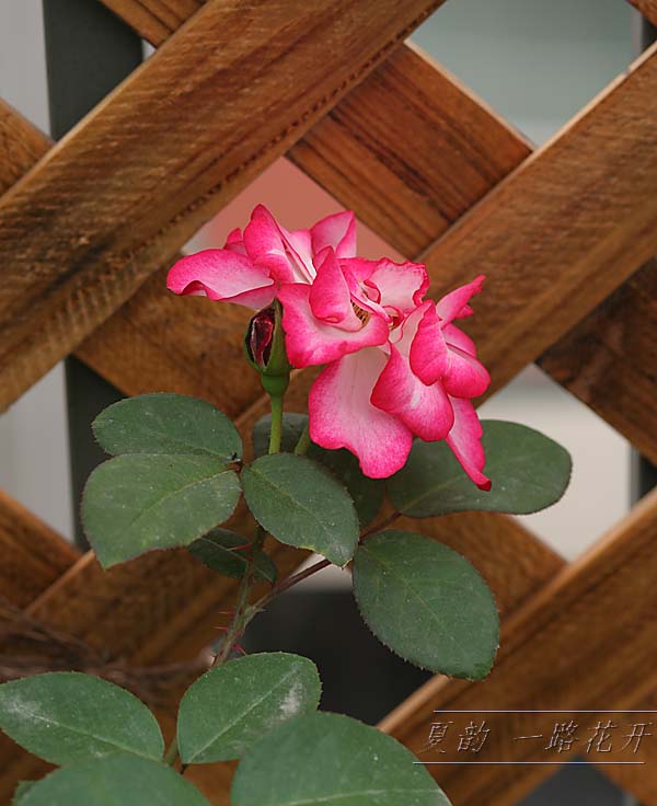 ���伯------�ҵ��¼���԰