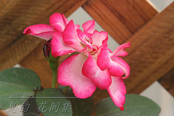 ���伯------�ҵ��¼���԰