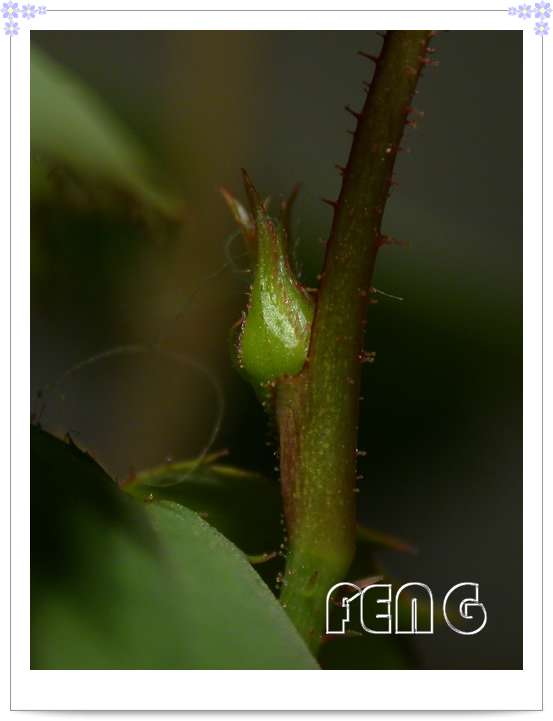 ���������¼�������¶ɫP8��