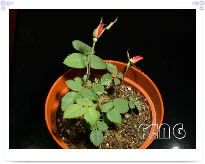 ���������¼�������¶ɫP8��