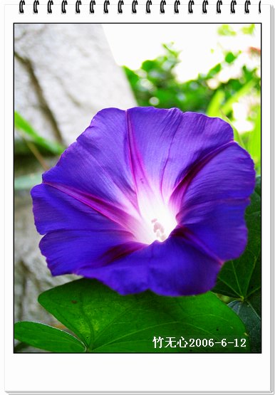 �����ţ��P4����ţ��ඡ���