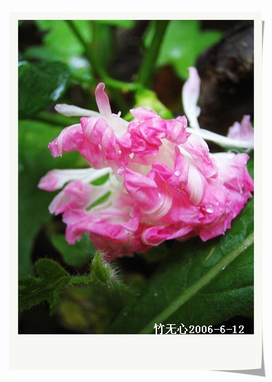 �����ţ��P4����ţ��ඡ���