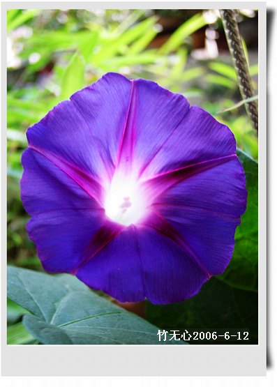 �����ţ��P4����ţ��ඡ���