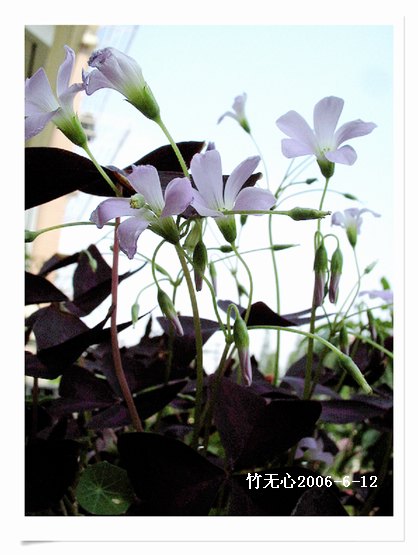 ��Ҷ������