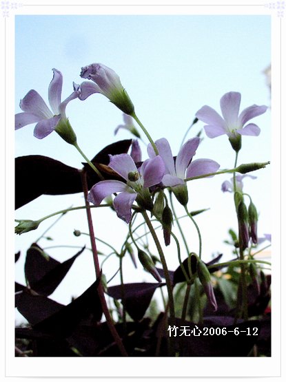 ��Ҷ������