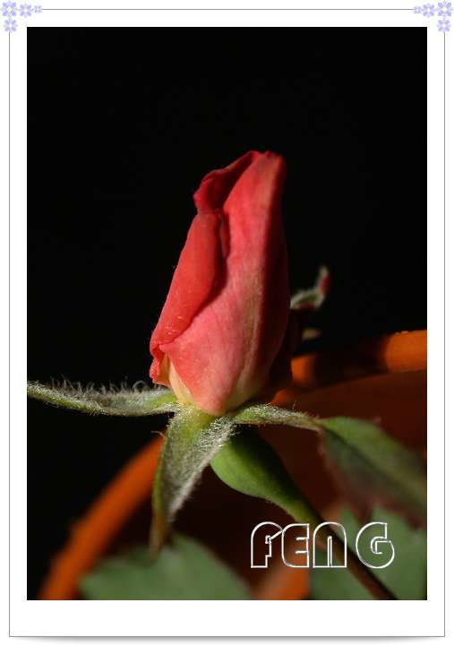 ���������¼�������¶ɫP8��