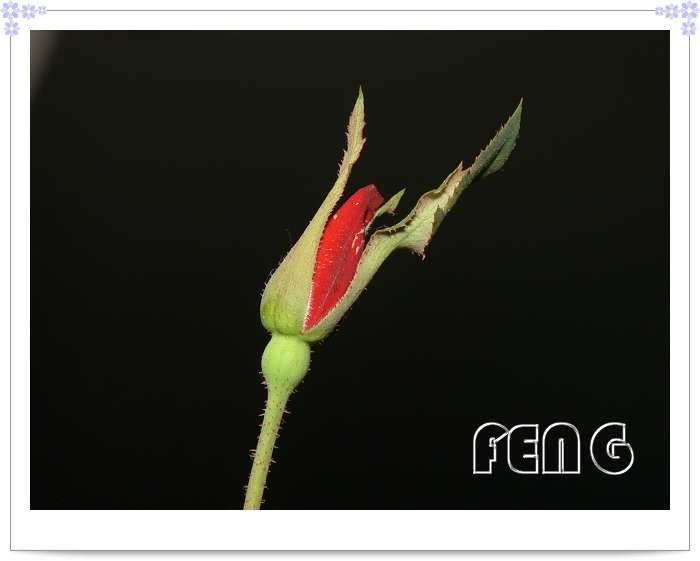 ���������¼�������¶ɫP8��