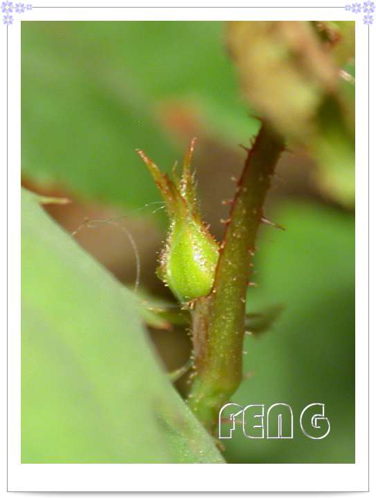 ���������¼�������¶ɫP8��