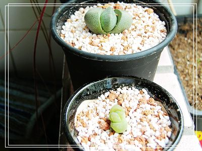 06�Ĳ��ռǣ�������С����