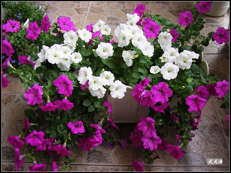 �Ź���ţ���������������5ҳ��