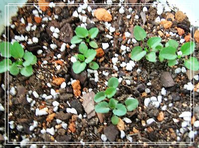 06�Ĳ��ռǣ�������С����