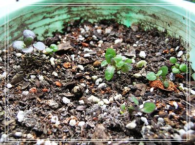 06�Ĳ��ռǣ�������С����