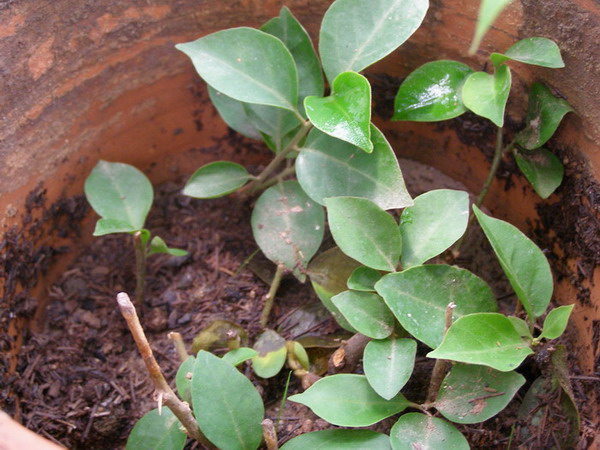 ������̨�ϵ�Ҷ�ӻ�������÷��