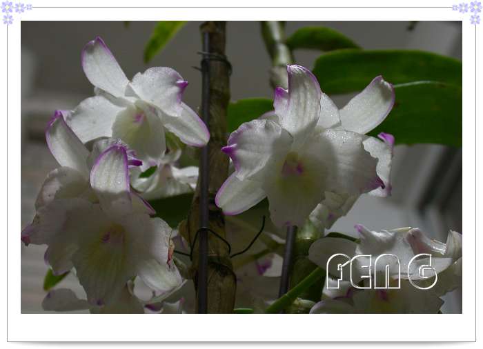 ��ʯ���ĸ�ѿ