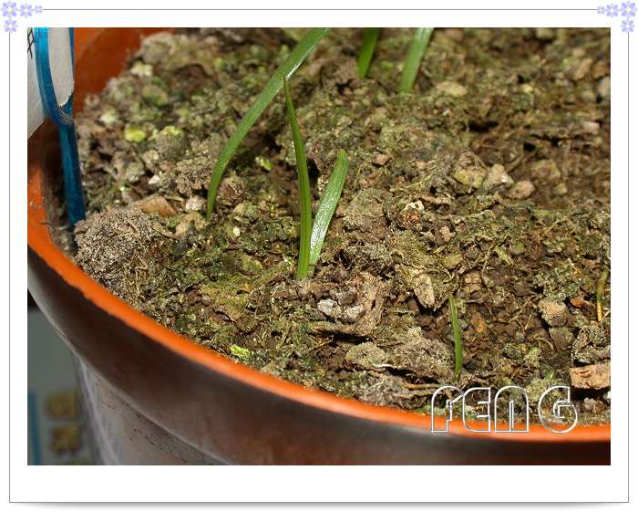 �춥��������ֲ��