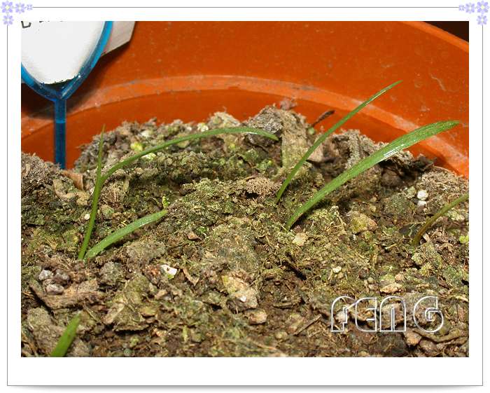 �춥��������ֲ��