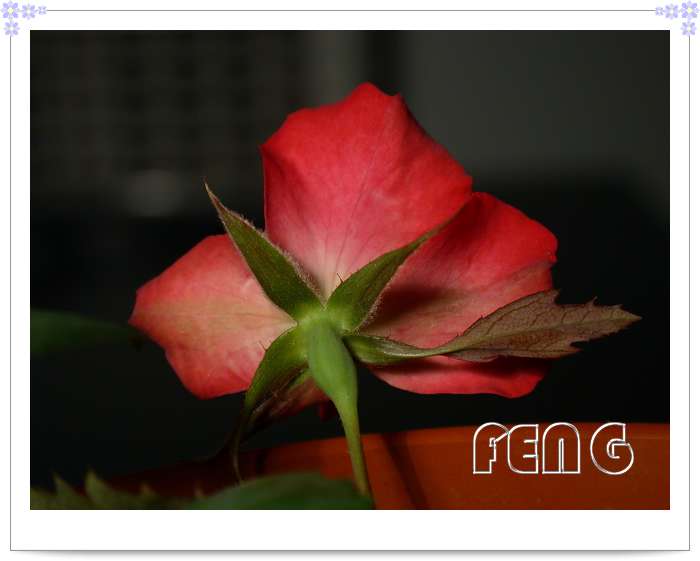 ���������¼�������¶ɫP8��