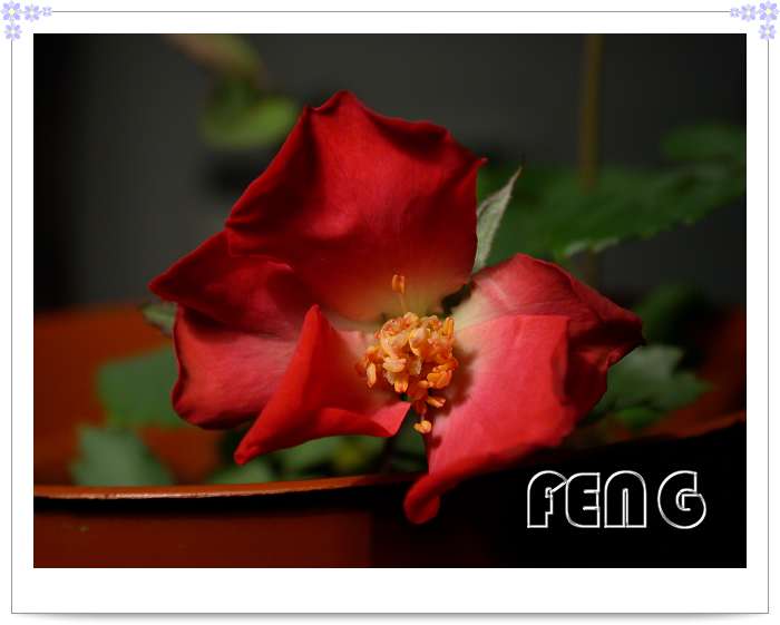 ���������¼�������¶ɫP8��