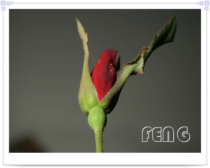 ���������¼�������¶ɫP8��