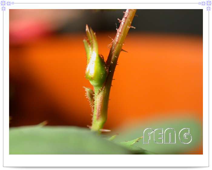 ���������¼�������¶ɫP8��