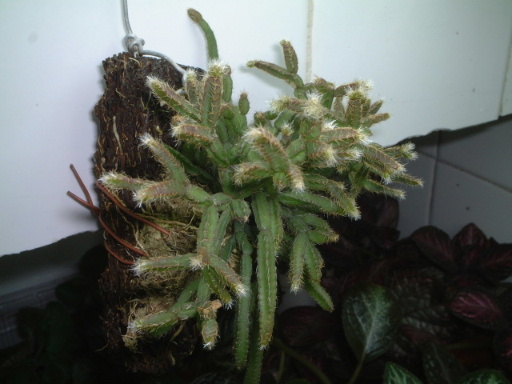 �Ꭷ����������..