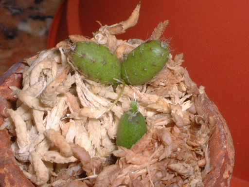 �Ꭷ����������..