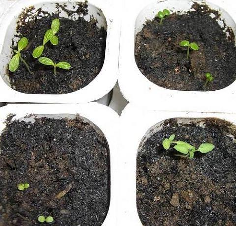 �ҵ����磨2006�ֻ��ռǣ�